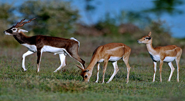 ANIMALS OF INDIA! BLACKBUCK – A SPECIAL ANTELOPE