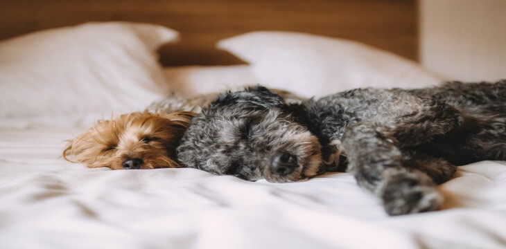 Does your dog sleep in your bed?